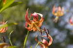 Turk's cap lily